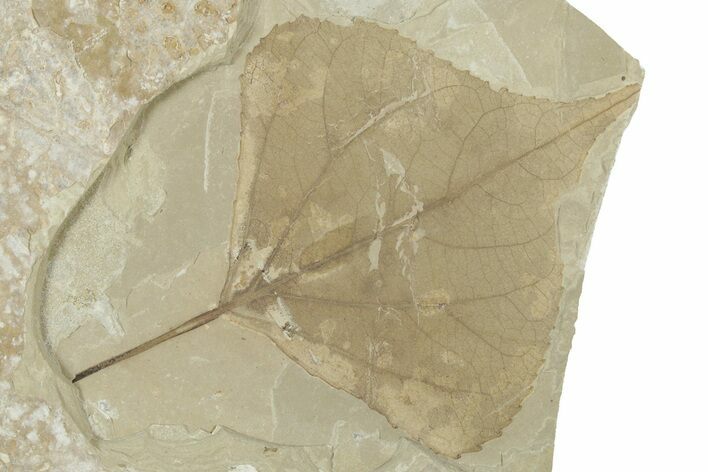 Detailed Fossil Leaf (Populus) - Green River Formation, Utah #356106